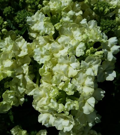 Verbena Lanai® Compact Lime Green